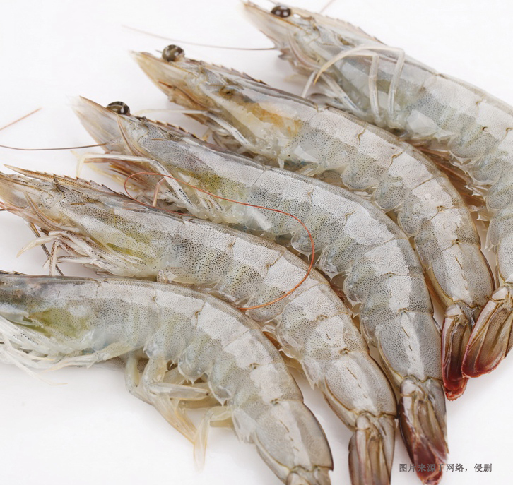 厄瓜多爾南美白蝦進口報關(guān)資料