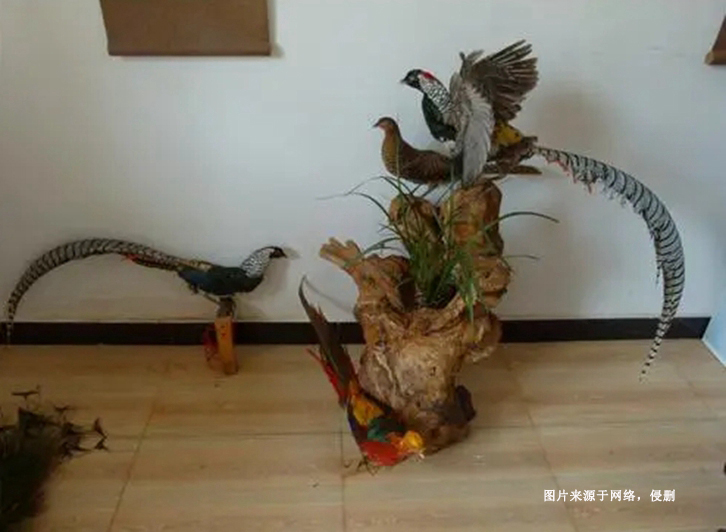 荷蘭蕉鵑生態(tài)動物標本進口報關(guān)資料