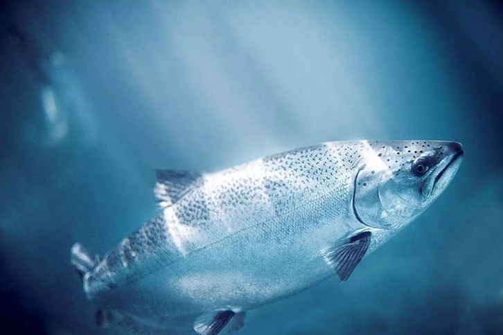 加拿大三文魚進口報關資料