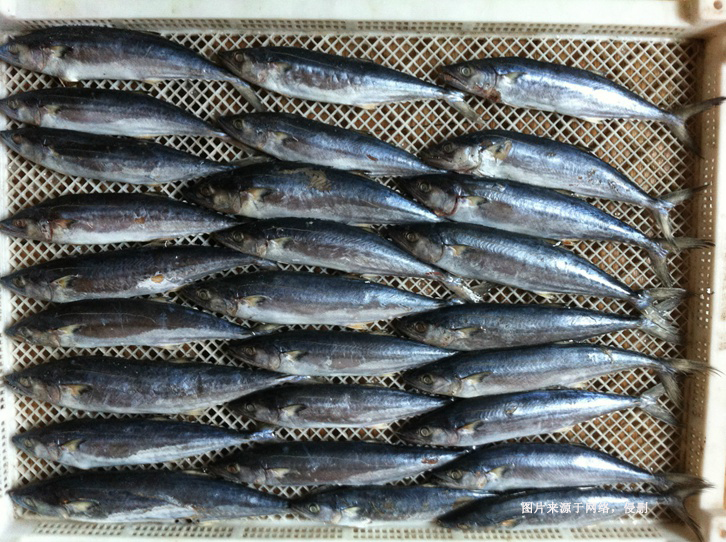 緬甸冷凍馬鮫魚進口報關