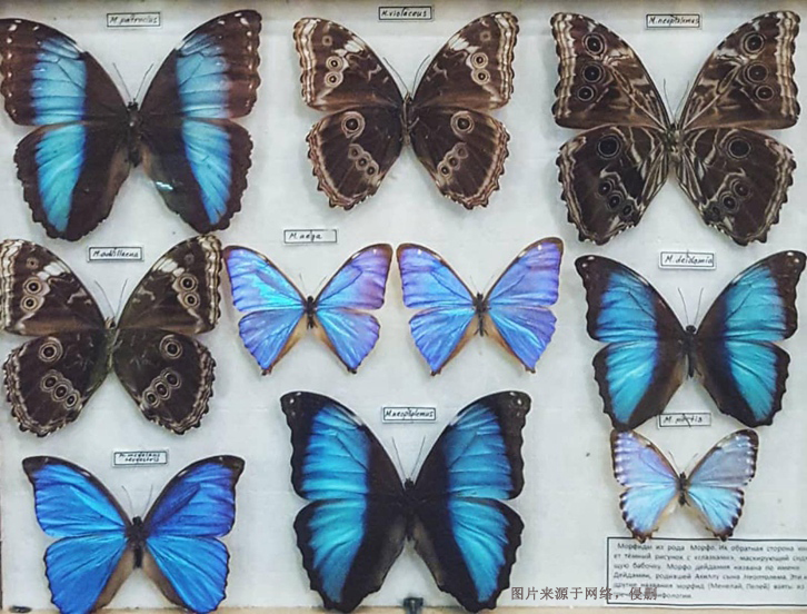 進(jìn)口蝴蝶標(biāo)本報關(guān)費(fèi)用_昆蟲標(biāo)本工藝品快速通關(guān)