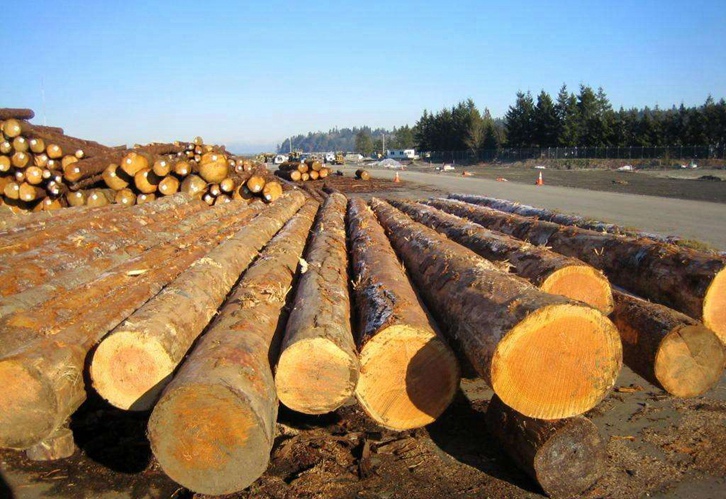 寧波木材進口報關公司