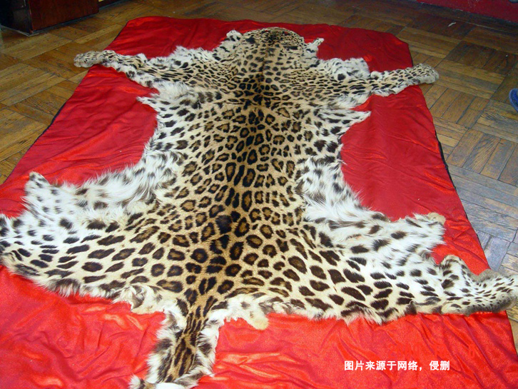 青島動物標本進口報關(guān)資料