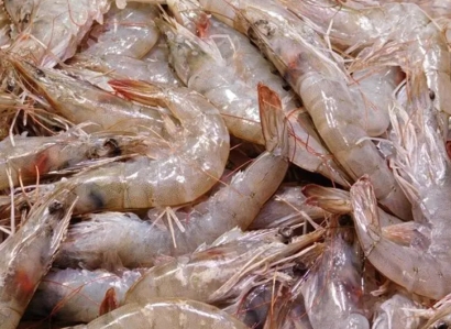 上海進口加拿大北極蝦報關流程-20年水產品報關行