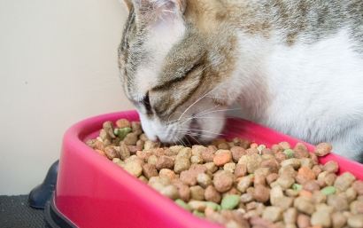 貓糧進(jìn)口清關(guān)