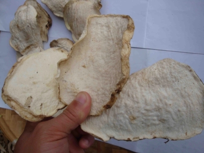 進口魔芋干片報關報檢要求-超齊全