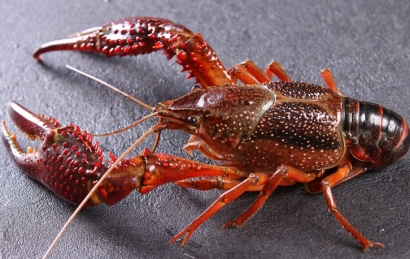 印尼鮮活龍蝦進(jìn)口清關(guān)流程門到門-19年水產(chǎn)品報關(guān)行