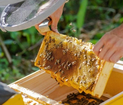 18年廣州進(jìn)口蜂膠報(bào)關(guān)公司_巴西蜂膠進(jìn)口報(bào)關(guān)資料