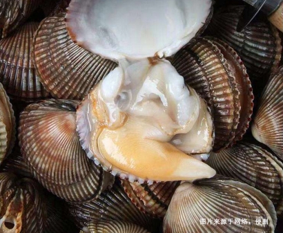 菲律賓扇貝進口報關(guān)資料8樣-19年水產(chǎn)品AEO報關(guān)行