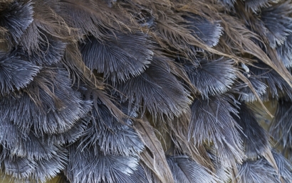 鴕鳥毛進口清關一站式清關資料以及流程