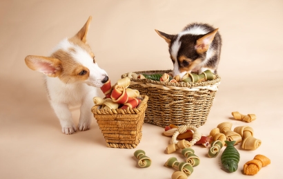 美國貓犬糧進口清關