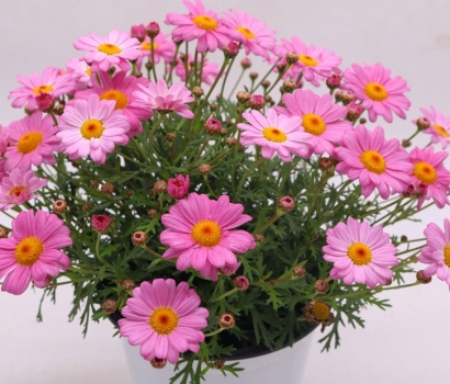 廣州花卉進口報關(guān)資料_盆栽植物如何進口清關(guān)