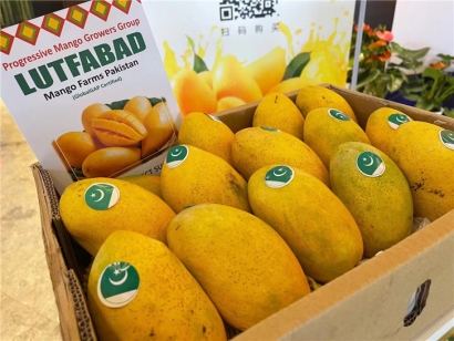 進(jìn)口菲律賓芒果報(bào)關(guān)公司:芒果報(bào)關(guān)公司