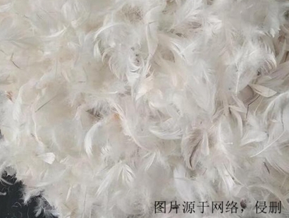 法國羽毛進(jìn)口報(bào)關(guān)流程_上海進(jìn)口孔雀羽毛清關(guān)資料