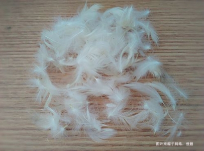 進(jìn)口馬來西亞水洗鴨毛報關(guān)流程到上海外高橋案例