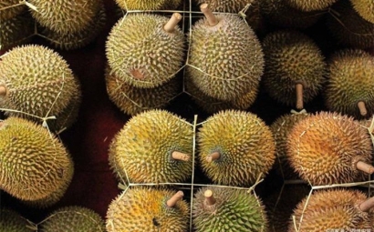 進口泰國榴蓮報關(guān)提前準備好這些資料，一點都不難