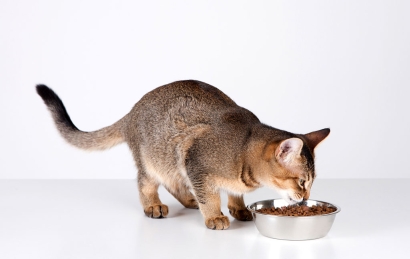 寵物飼料進(jìn)口清關(guān)