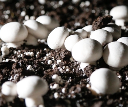 ????青島進口食用菌種報關(guān)公司：食用菌種進口審批資料