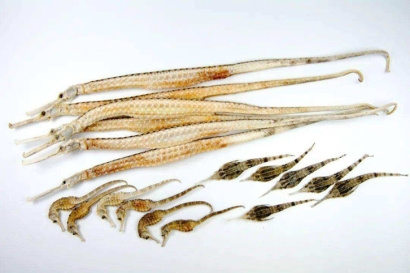 進口泰國干海馬報關多少錢？動物源性藥材報關資料