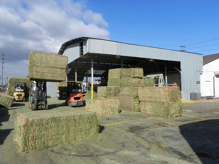 天津苜蓿草進口報關公司