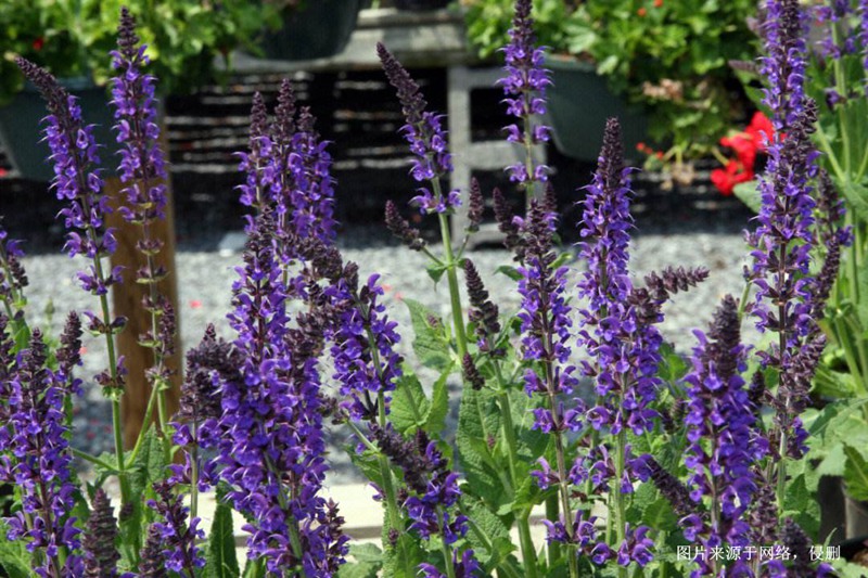 馬來西亞鼠尾草進(jìn)口報關(guān)資料 馬來西亞鼠尾草進(jìn)口報關(guān)資料