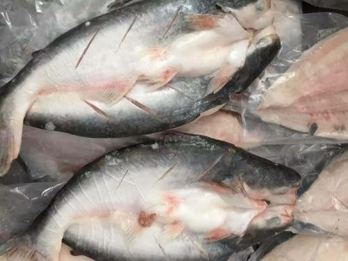 1571276651854897.jpg 越南巴沙魚進口報關代理