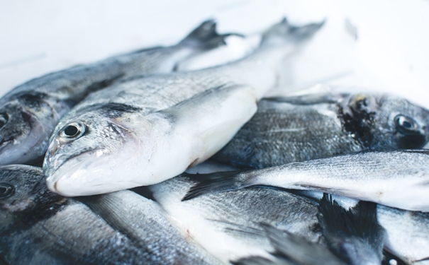 冷凍魚進口報關