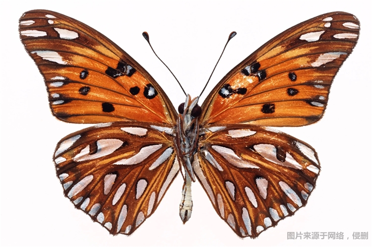 1681726385405187.jpg 昆蟲標本進口清關費用.jpg