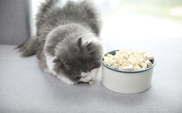 凍干寵物食品進(jìn)口報關(guān)的流程是怎樣的？