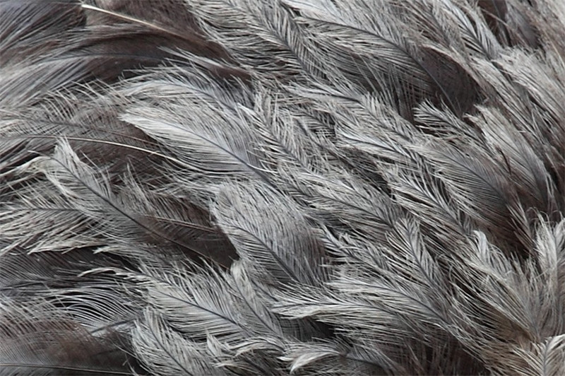 1677579765422800.jpg 鴕鳥毛進口廣西清關代理流程.jpg